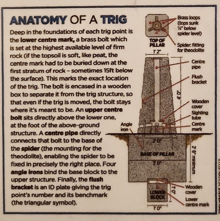 Trig Anatomy