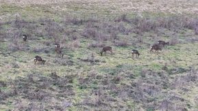 20210224 Deer in Comber Dale, Drewton Estate