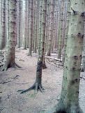 Creepy wood near Levisham 20200630