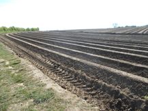 Risby Park furrows 