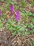 Welton (Early Purple Orchid) IMG_3605